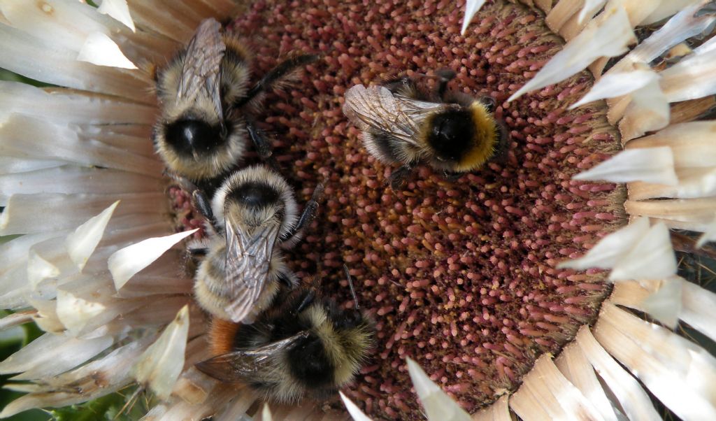 Ma questi sono bombi?